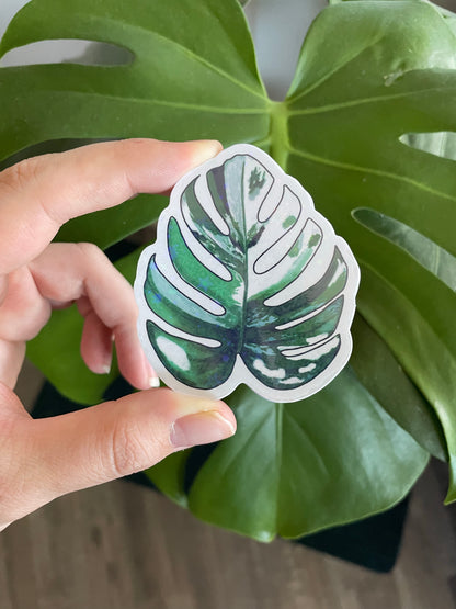 Monstera albo sticker